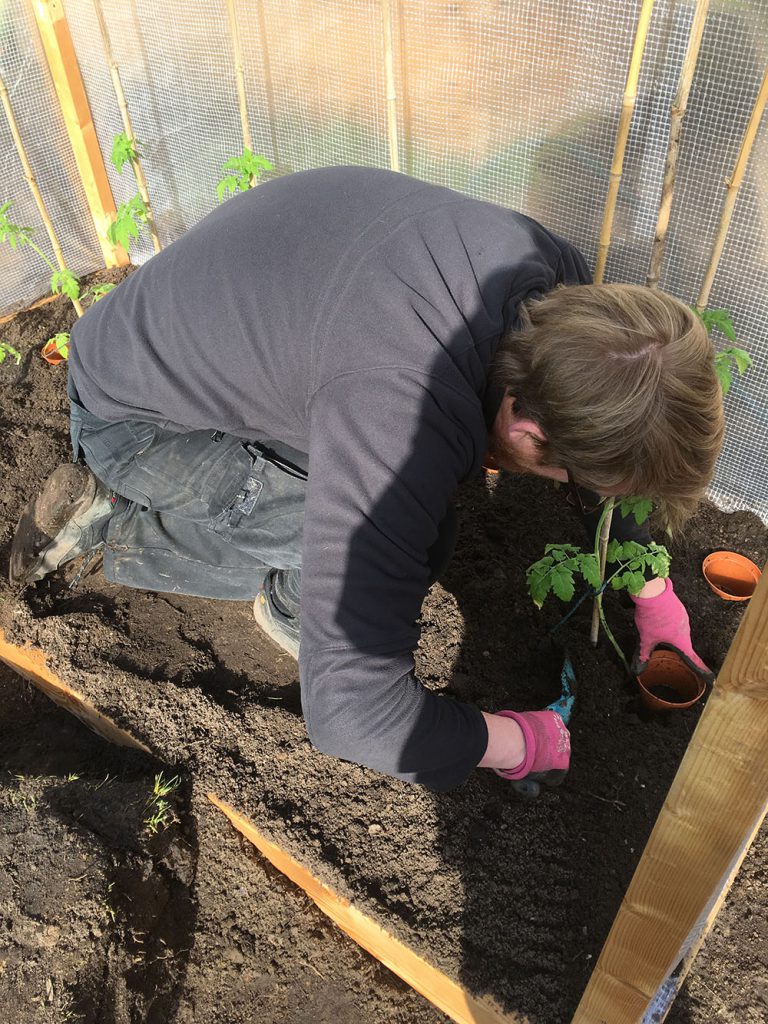 Die Tomaten ziehen ins Tomatenhaus ein