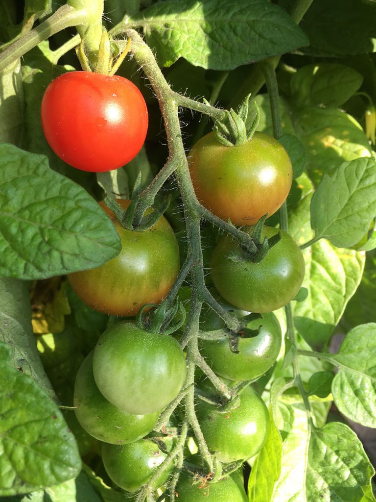 Die Cocktailtomaten reifen langsam