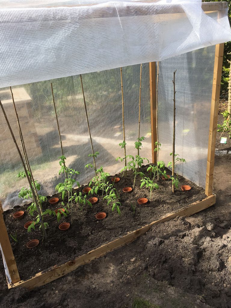 Die Tomatenpflanzen leben sich im Tomatenhaus ein