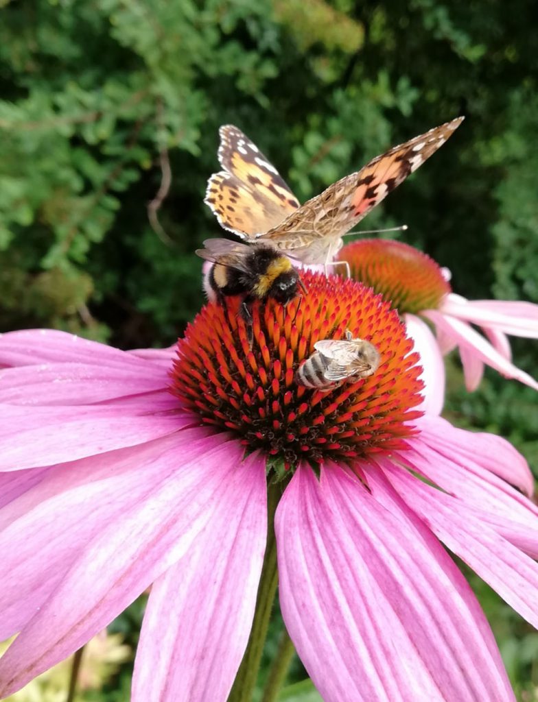 Krämers Bienenwiese