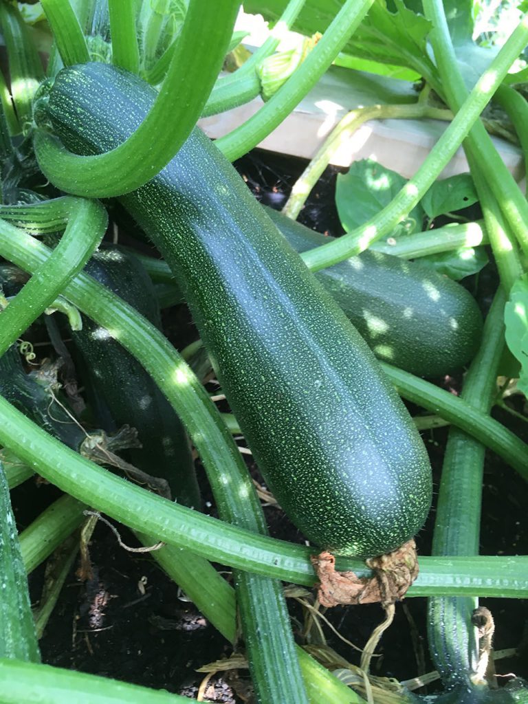 Eine große Zucchini gedeiht zwischen grünen Blättern und Stängeln in einem Hamburger Stadtgarten, teilweise im Schatten des Laubes. Die Zucchini sieht gesund aus und ist fast erntereif.