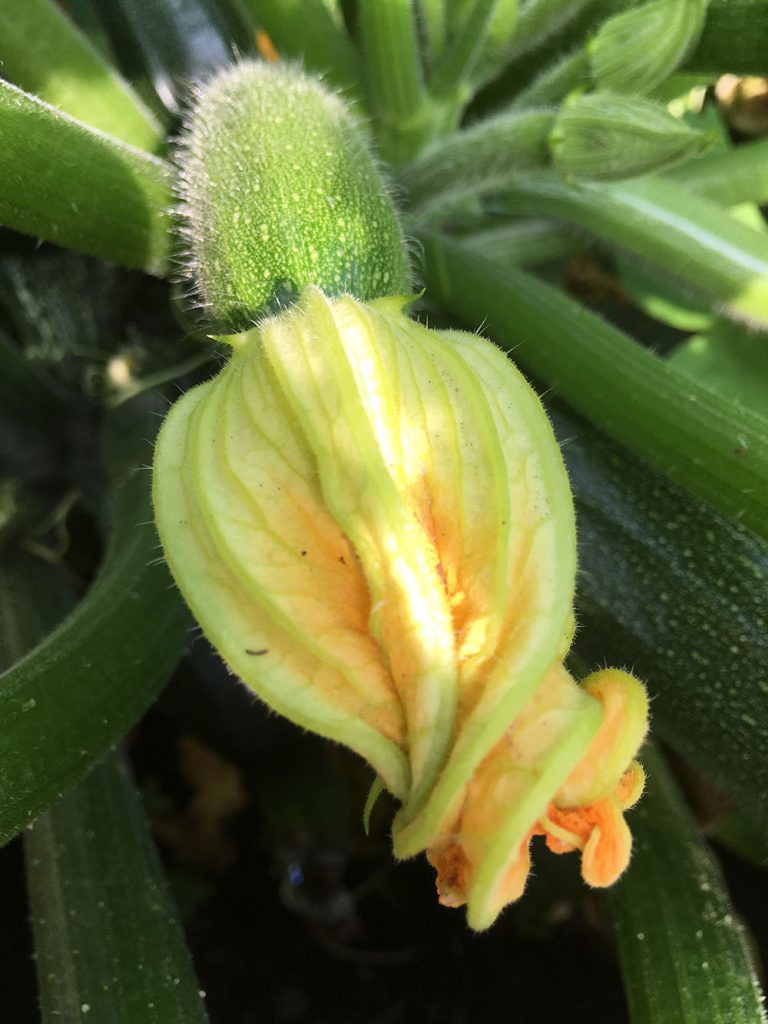 Nahaufnahme einer kleinen, sich entwickelnden Zucchini mit einer noch hängenden gelb-orangefarbenen Blüte. Die im Urban Gardening Hamburg beliebte Zucchini ist mit feinen Härchen bedeckt und von grünen Blättern umgeben. Die Blütenblätter sind teilweise geöffnet und geben den Blick auf die leuchtenden Farben im Inneren frei.