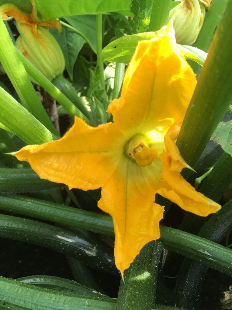 Eine leuchtend gelbe Zucchiniblüte blüht zwischen grünen Stängeln und Blättern in einem Urban-Gardening-Bereich in Hamburg. Die Blütenblätter sind breit und leicht gekräuselt, wobei die Mitte der Blüte deutlich sichtbar ist. Im Hintergrund sind teilweise geschlossene Knospen und grünes Laub zu sehen.
