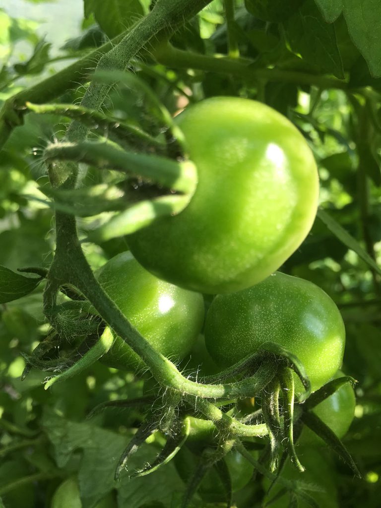 Hier sind die Cocktailtomaten noch ganz grün