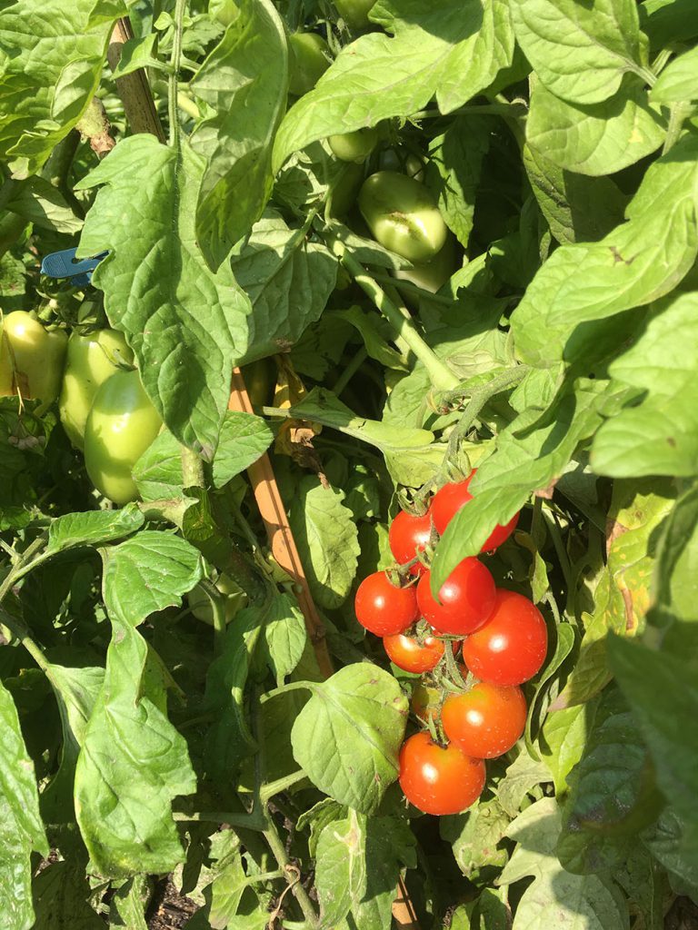 Die ersten Cocktailtomaten sind schon rot